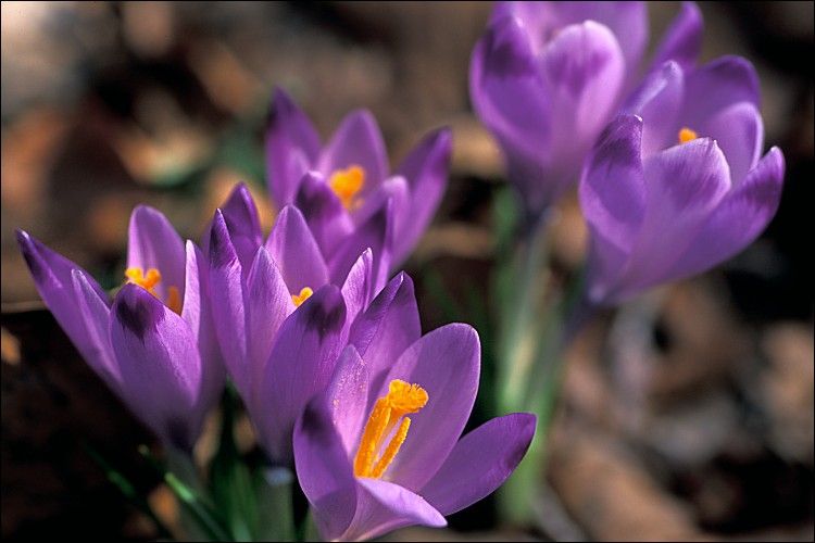 Crocus vernus ssp. vernus