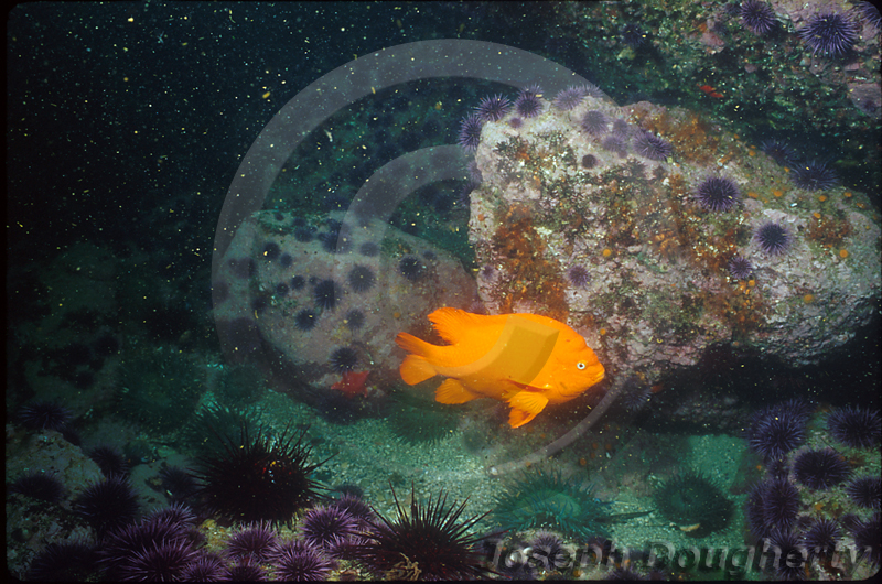 Hypsypops rubicundus Hypsypops rubicundus