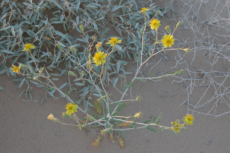 Mentzelia multiflora var. longiloba