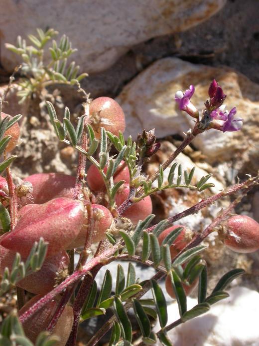 Astragalus nutans Astragalus nutans