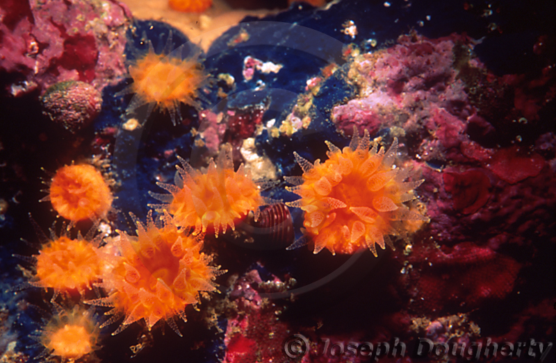 Balanophyllia elegans Balanophyllia elegans