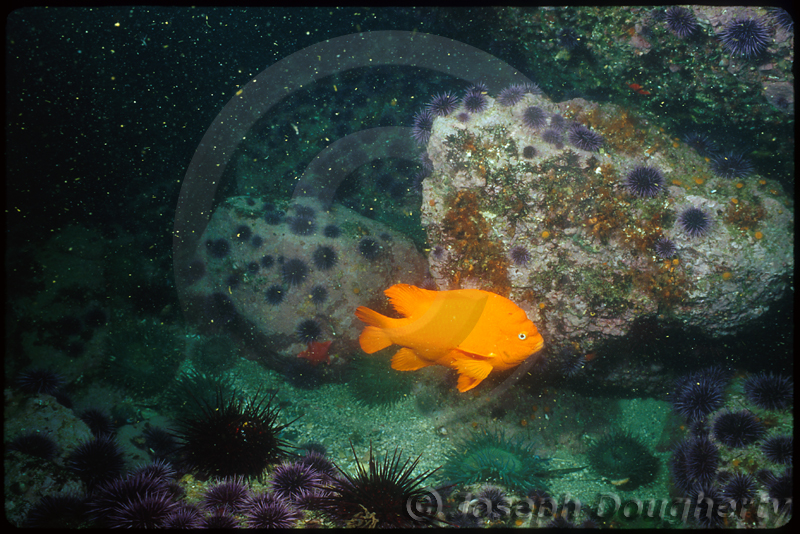 Hypsypops rubicundus Hypsypops rubicundus