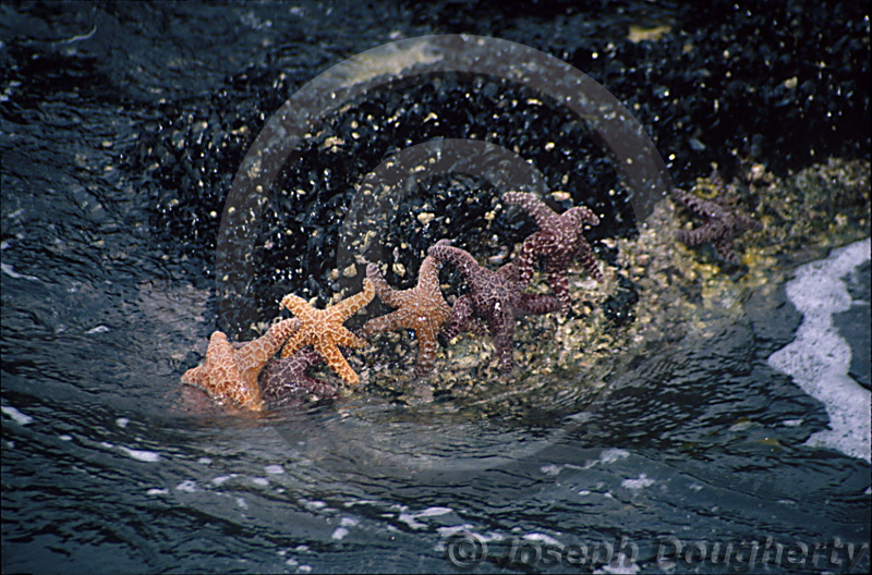 Pisaster ochraceus Pisaster ochraceus