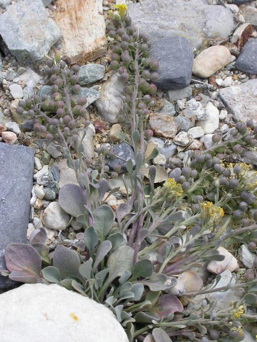 Physaria kingii ssp. latifolia