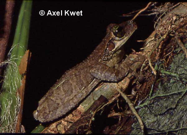 Osteocephalus taurinus