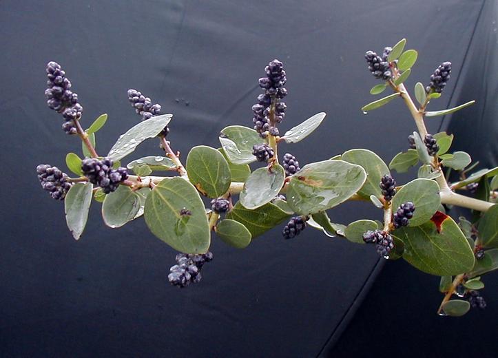 Ceanothus leucodermis
