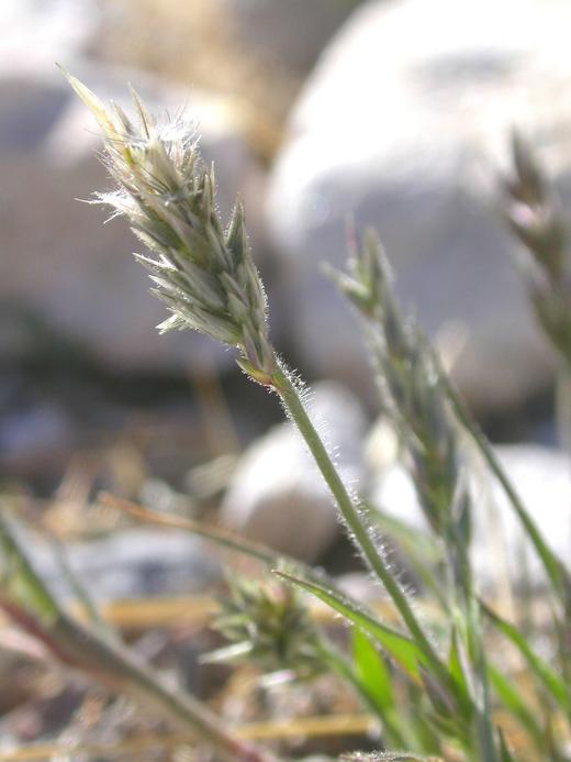 Enneapogon desvauxii Enneapogon desvauxii