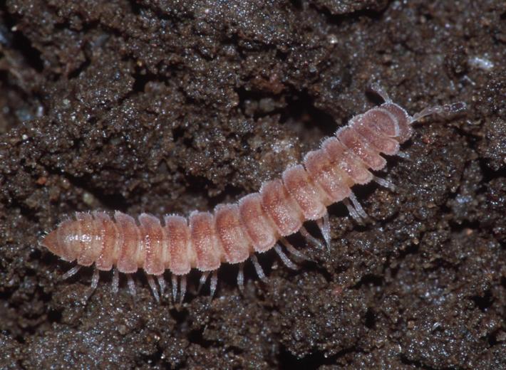 Scytonotus bergrothi Scytonotus bergrothi
