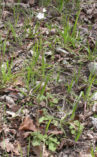 Lithophragma parviflorum var. parviflorum