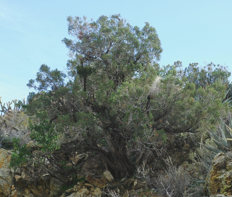 Juniperus californica Juniperus californica