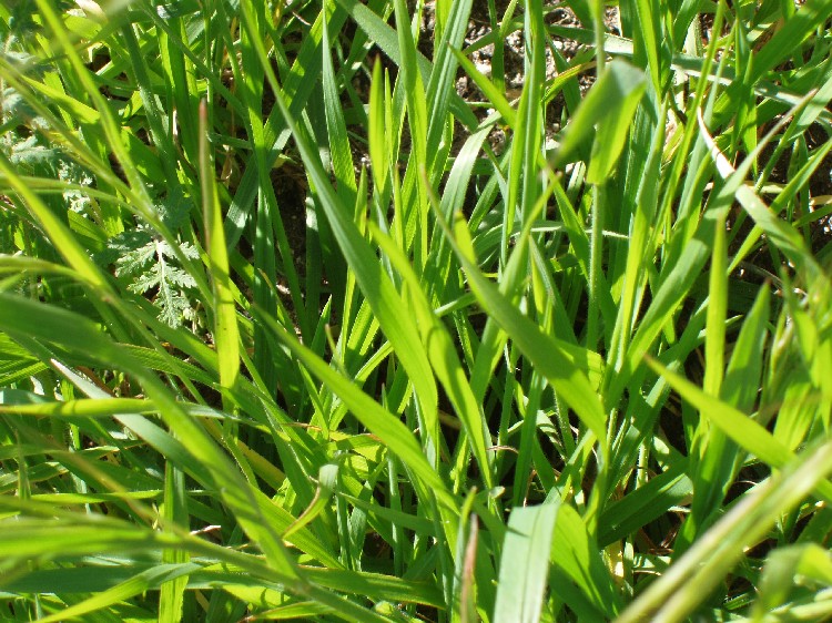 Bromus diandrus Bromus diandrus