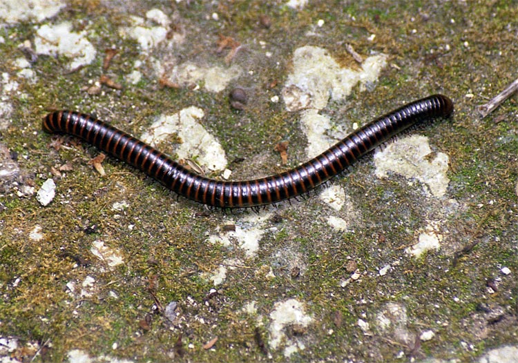 Rhinocricus sp.