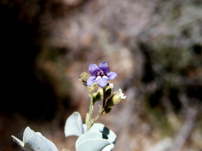 Penstemon caesius