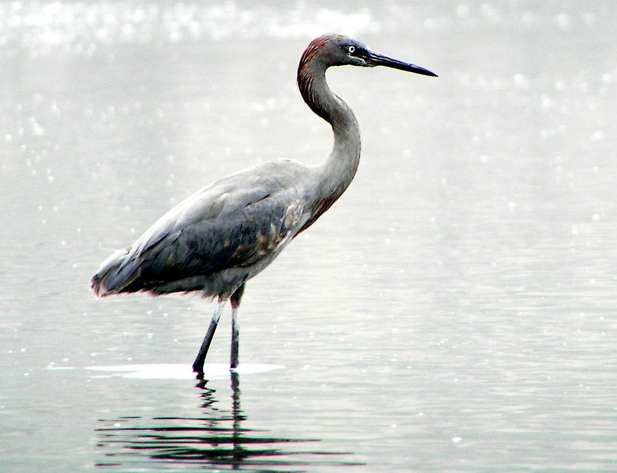 Egretta rufescens