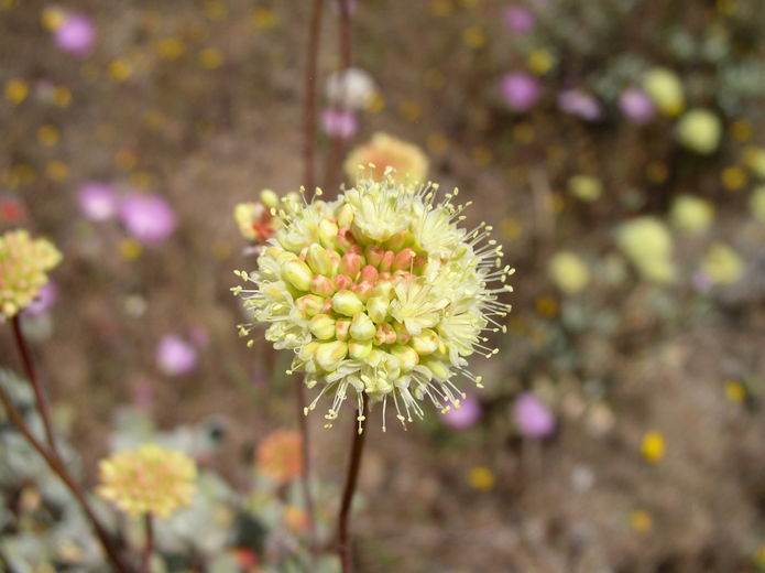 Eriogonum prattenianum var. prattenianum Eriogonum prattenianum var. prattenianum