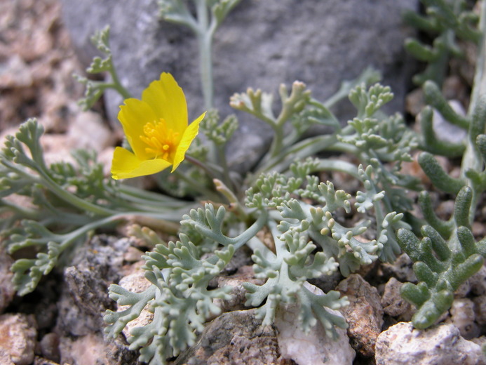 Eschscholzia californica ssp. mexicana