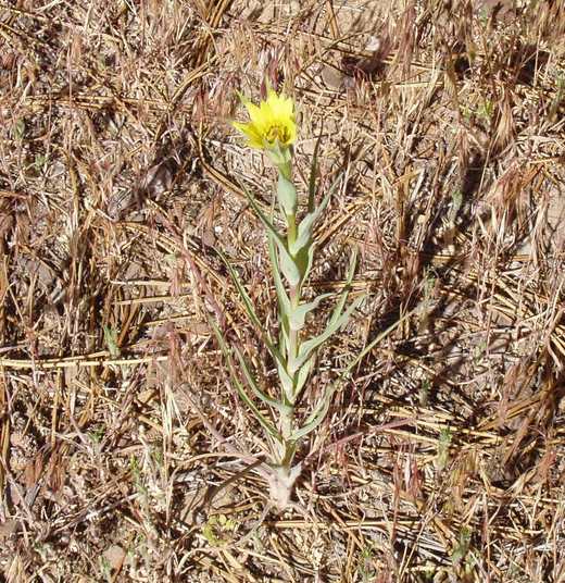 Tragopogon dubius Tragopogon dubius