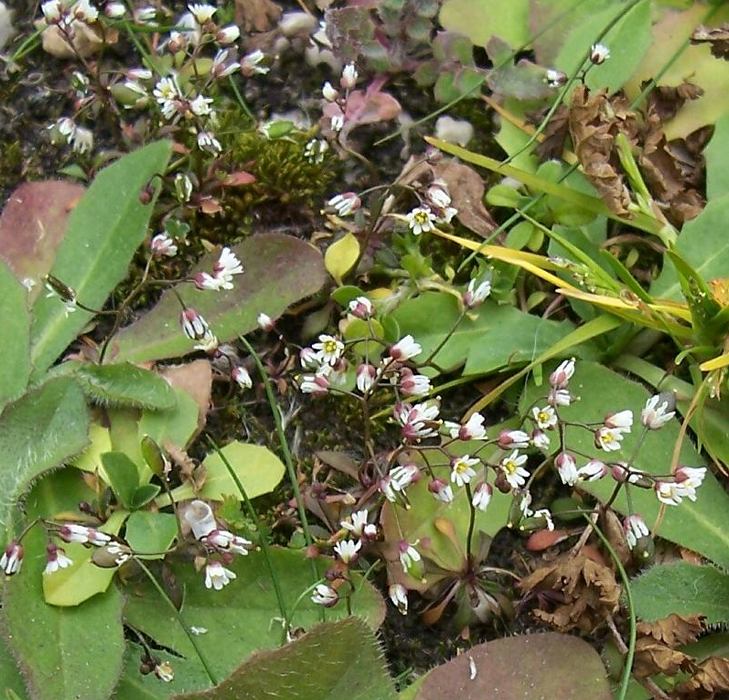 Draba verna