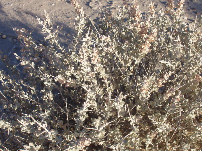 Atriplex confertifolia Atriplex confertifolia