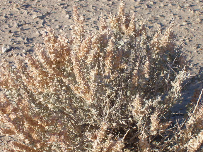 Atriplex confertifolia Atriplex confertifolia