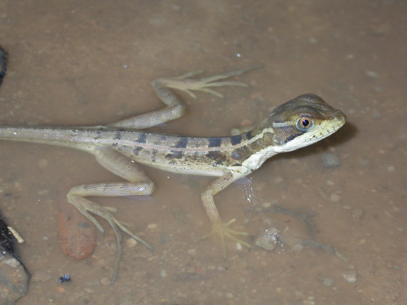 Basiliscus vittatus