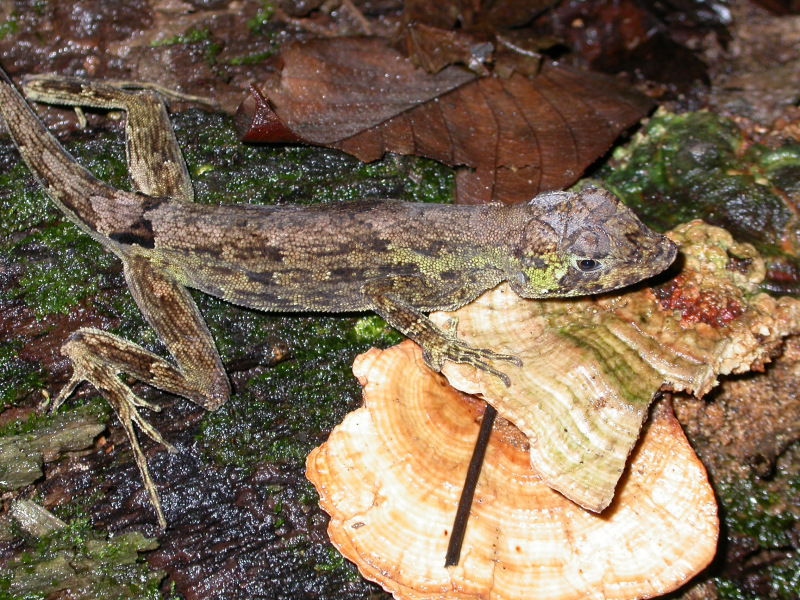 Anolis capito Anolis capito