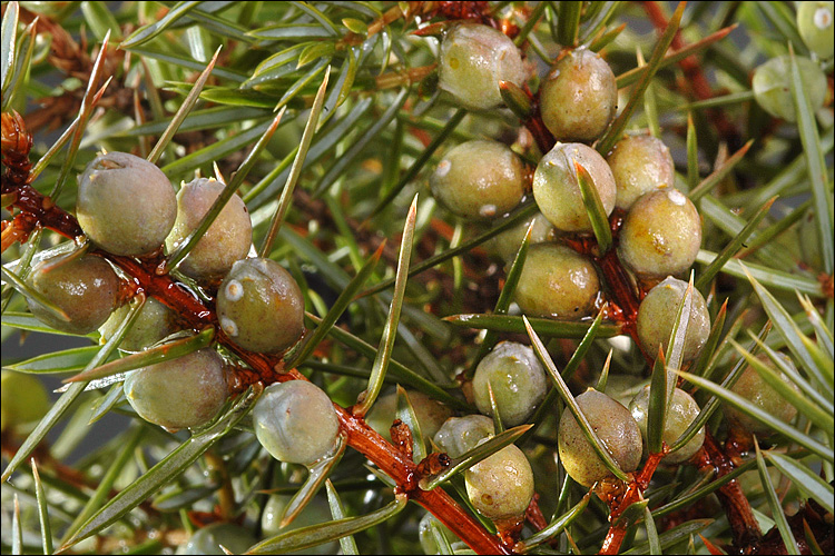 Juniperus communis ssp. communis