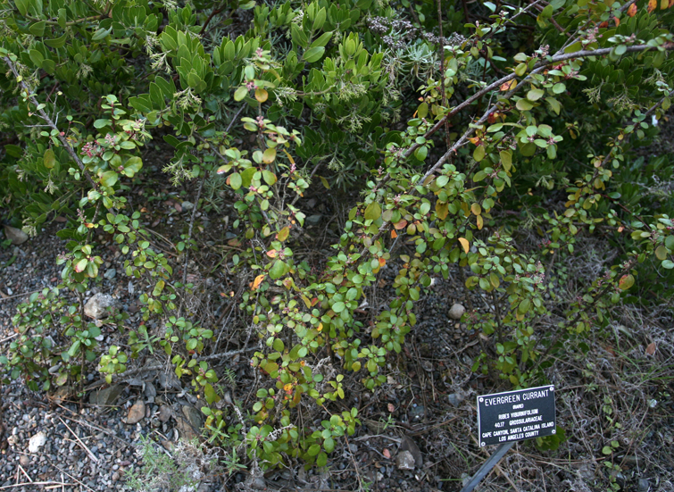 Ribes viburnifolium