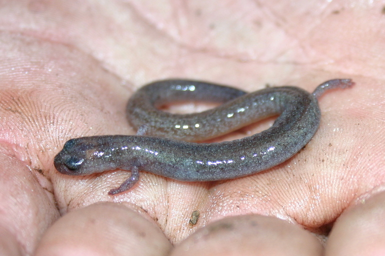 Batrachoseps major Batrachoseps major