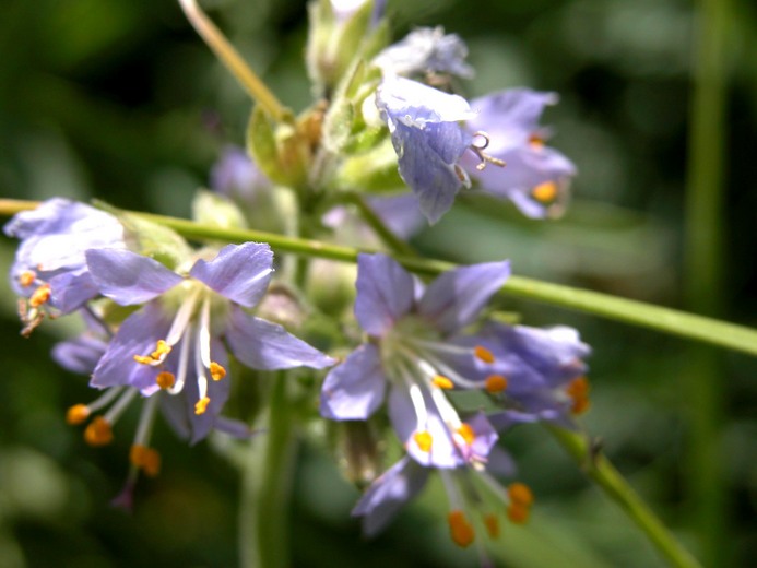 Polemonium occidentale