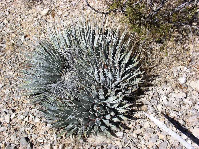 Agave utahensis Agave utahensis