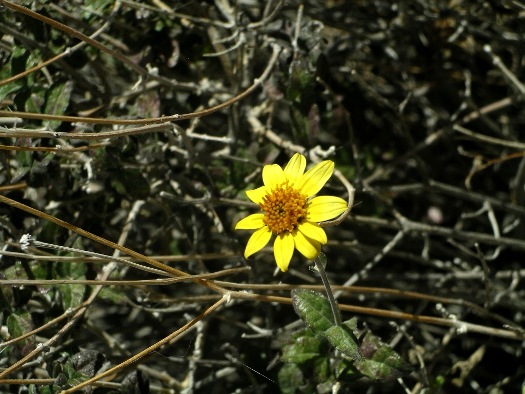 Encelia virginensis Encelia virginensis
