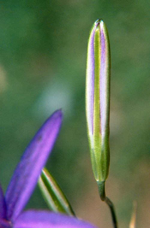 Brodiaea leptandra