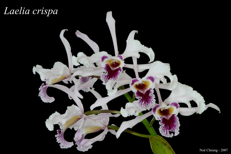 Cattleya crispa Cattleya crispa