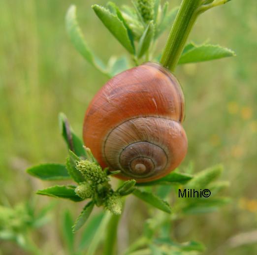 Fruticicola fructicum