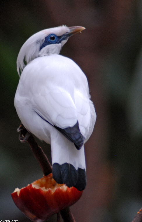 Leucopsar rothschildi