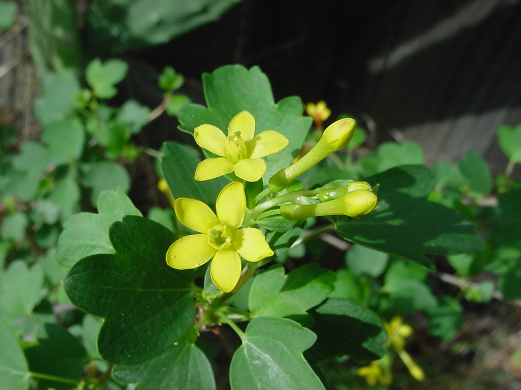 Ribes aureum Ribes aureum