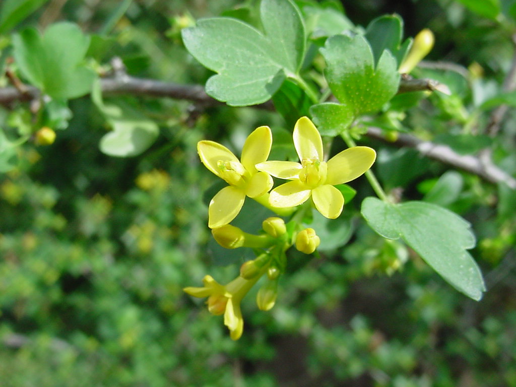 Ribes aureum