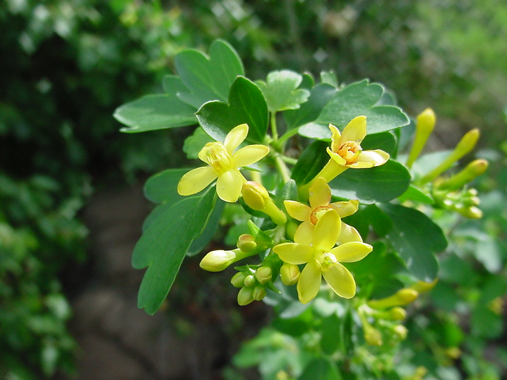 Ribes aureum Ribes aureum