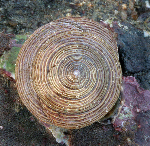 Calliostoma ligatum Calliostoma ligatum