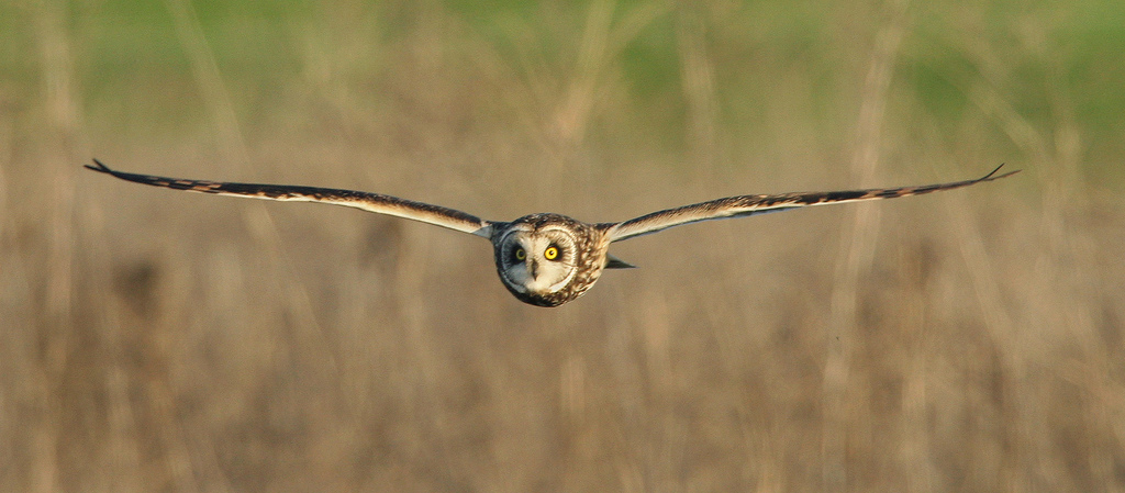 Asio flammeus