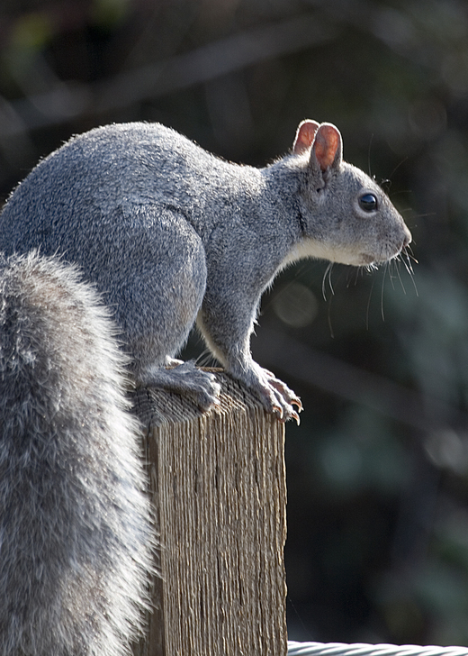 Sciurus griseus