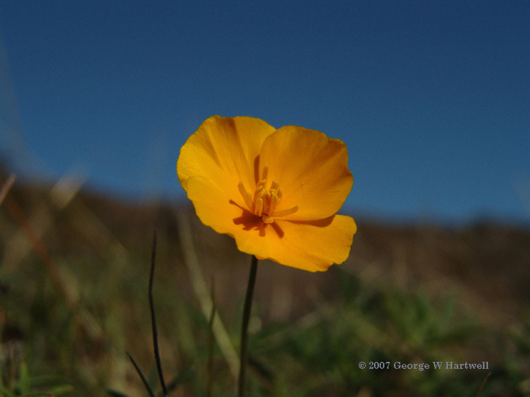 Eschscholzia lobbii Eschscholzia lobbii