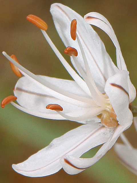 Asphodelus ramosus
