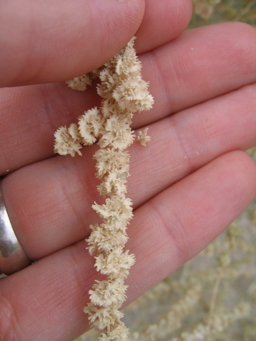 Atriplex polycarpa