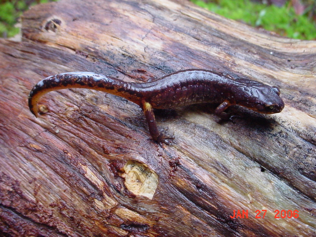Ensatina eschscholtzii Ensatina eschscholtzii