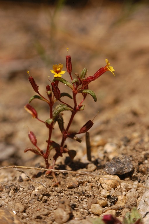 Mimulus suksdorfii