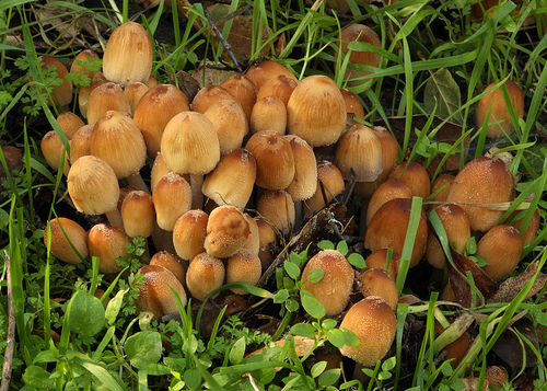 Coprinellus micaceus Coprinellus micaceus