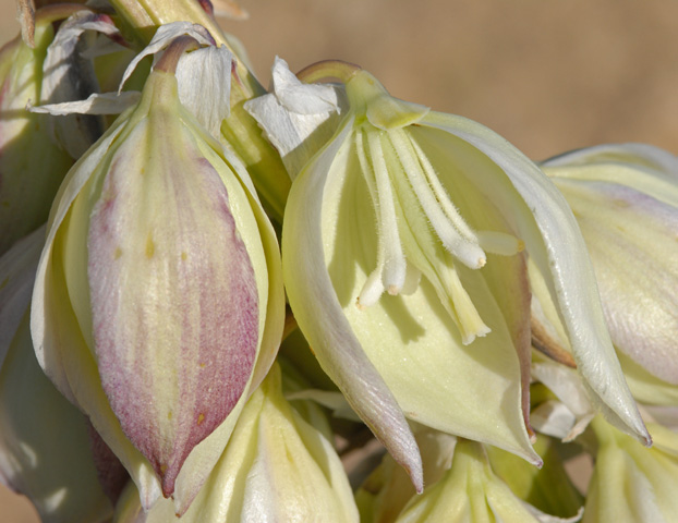 Yucca intermedia