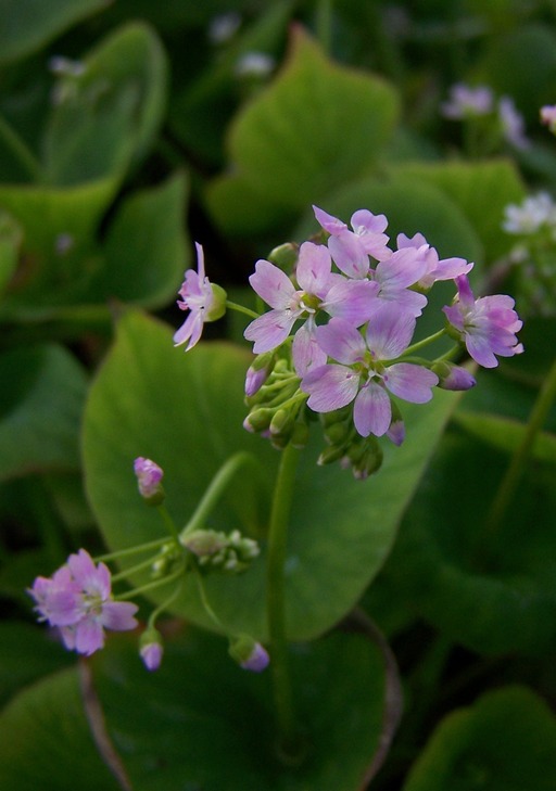 Claytonia parviflora ssp. grandiflora Claytonia parviflora ssp. grandiflora